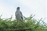 Eastern Chanting-Goshawk